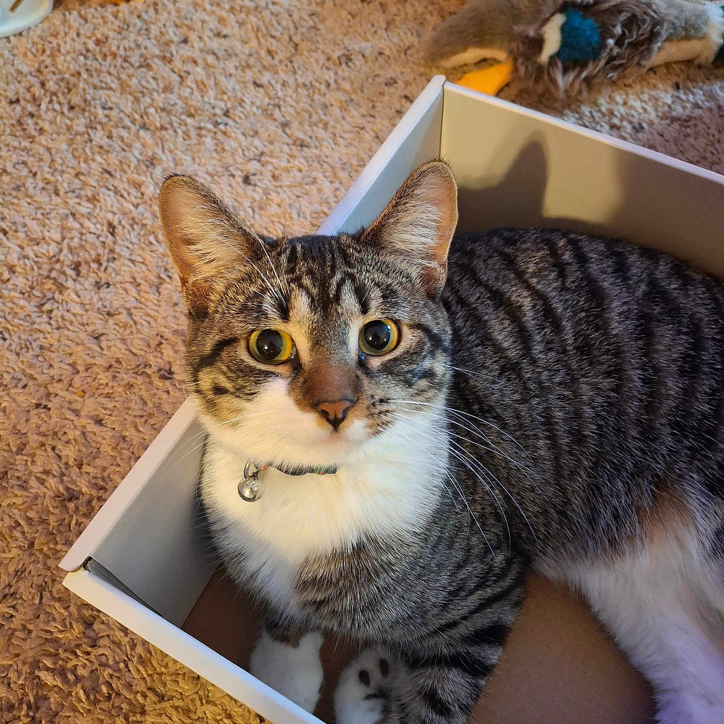 Mittens is registered to the contest to win money with this photo: animal, bell, black, box, brown, carpet, cat, closeup, collar, curious, cute, feline, indoor, paws, pet, plush_toys, relaxed, striped, tabby, white