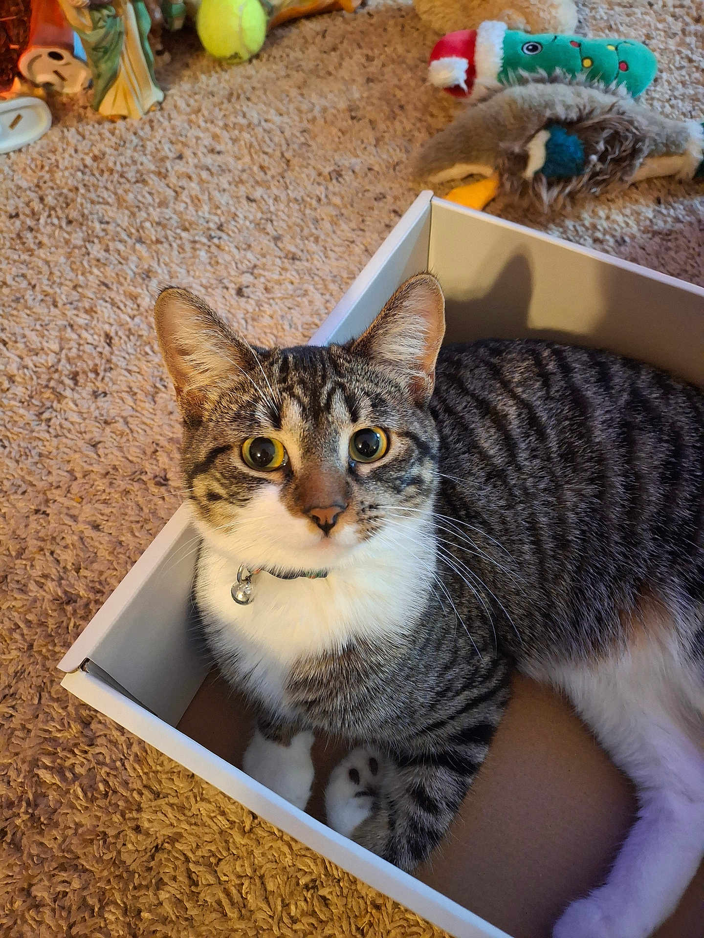 Mittens is registered to the contest to win money with this photo: cat, tabby, box, carpet, plush_toys, pet, indoor, feline, curious, white, brown, black, striped, paws, collar, bell, closeup, cute, animal, relaxed