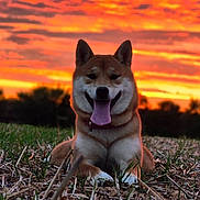 Dita a rejoint le concours — aidez-le/la à gagner de superbes lots ! dog, canine, sunset, grass, field, outdoor, nature, animal, happy, tongue_out, smiling, pet, fur, collar, sky, clouds, silhouette, relaxing, daylight, landscape
