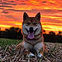 dog, canine, sunset, grass, field, outdoor, nature, animal, happy, tongue_out, smiling, pet, fur, collar, sky, clouds, silhouette, relaxing, daylight, landscape