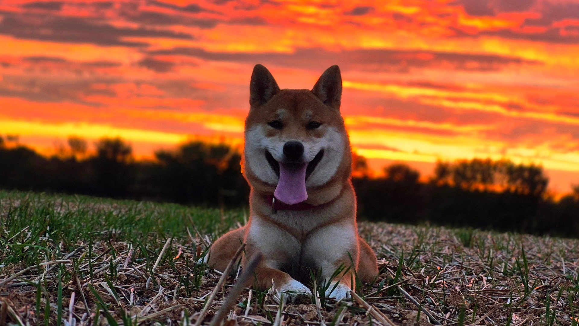 Dita a rejoint le concours — aidez-le/la à gagner de superbes lots ! dog, canine, sunset, grass, field, outdoor, nature, animal, happy, tongue_out, smiling, pet, fur, collar, sky, clouds, silhouette, relaxing, daylight, landscape