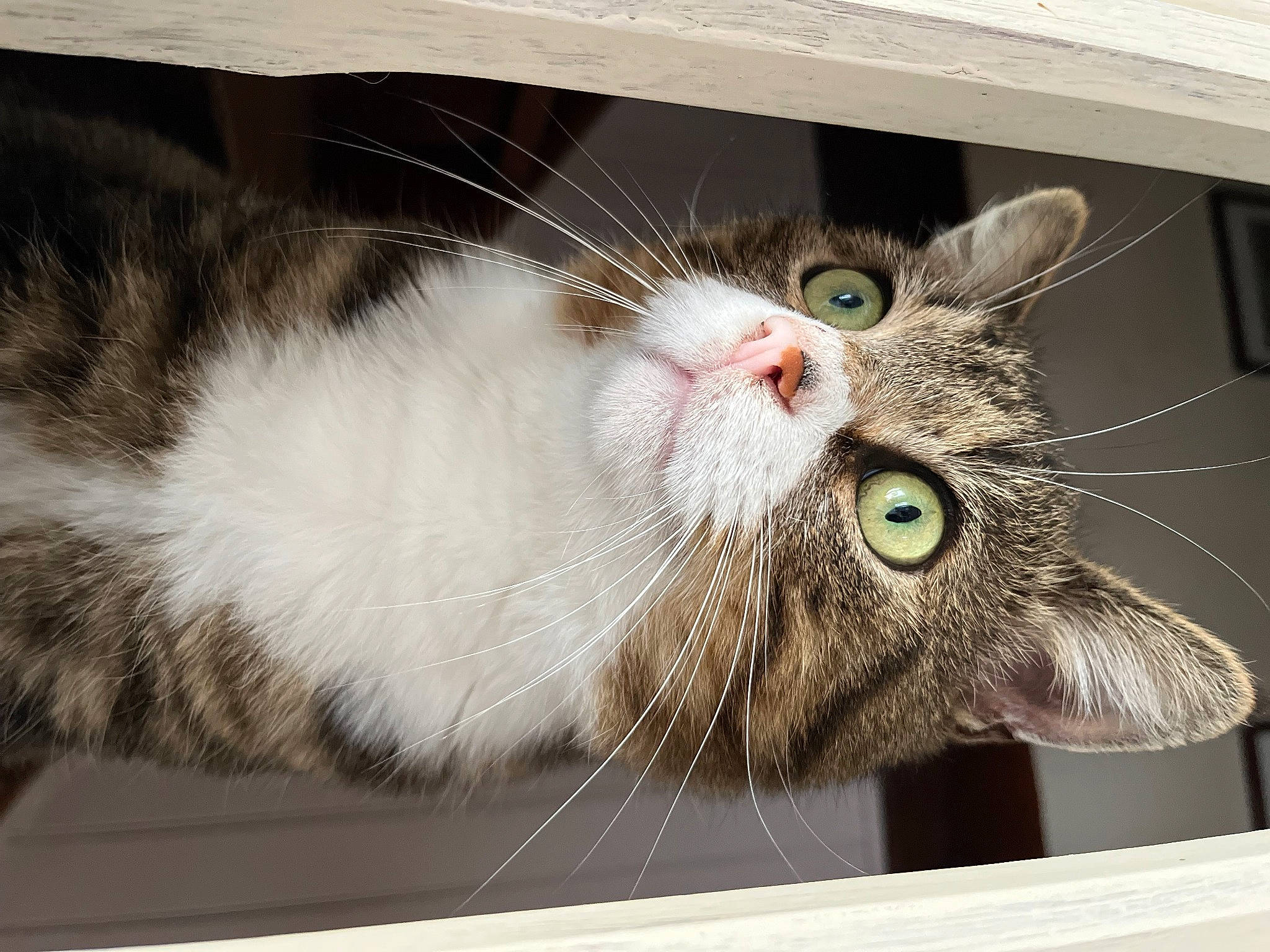 Ramses participe au concours pour gagner de l'argent avec cette photo : carnivore, cat, claw, domestic_short_haired_cat, felidae, fur, paw, rectangle, small_to_medium_sized_cats, tail, whiskers, window