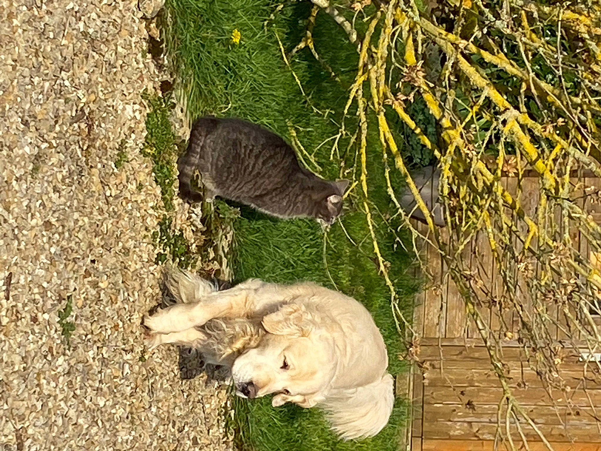 Housko participe au concours pour gagner de l'argent avec cette photo : _geese_and_swans, carnivore, domestic_short_haired_cat, ducks, felidae, fur, grass, grass_family, groundcover, marsupial, plant, small_to_medium_sized_cats, soil, tail, terrestrial_animal, tree, trunk, twig, whiskers, wildlife