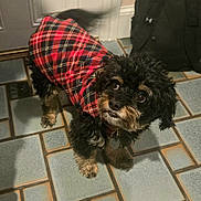 Oscar joined the competition — help win amazing prizes! adorable, alert, animal, black_fur, canine, collar, companion, curly_fur, cute, dog, domestic_animal, floor_tiles, fur, household, indoor, looking_up, pet, plaid_jacket, small_dog, tan_fur