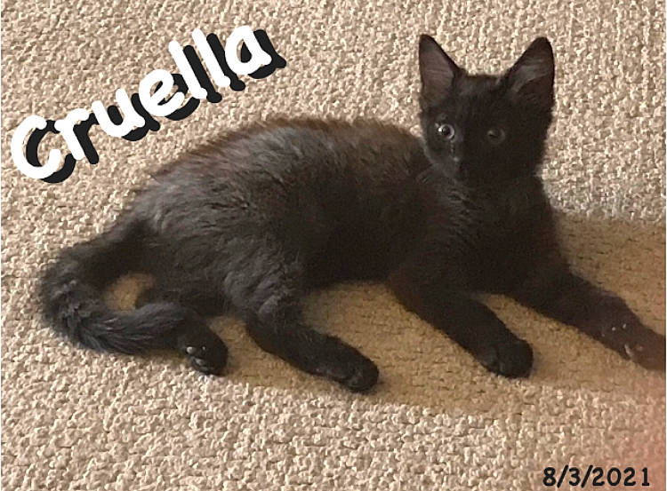 Cruella is registered to the contest to win money with this photo: black_cat, bombay, carnivore, cat, claw, comfort, dog_breed, domestic_short_haired_cat, felidae, foot, fur, grey, paw, photo_caption, rectangle, small_to_medium_sized_cats, snout, tail, terrestrial_animal, whiskers