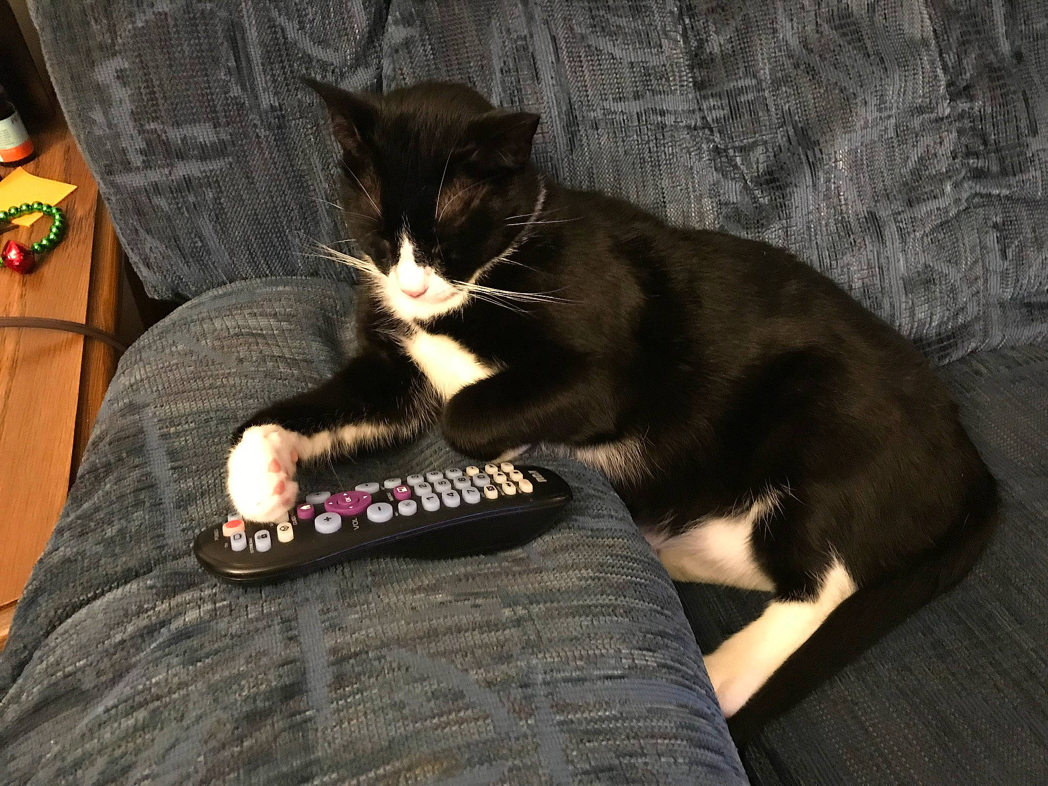 Sir William joined the competition — help win amazing prizes! black_cat, carnivore, cat, claw, comfort, domestic_short_haired_cat, felidae, fur, gesture, grey, lap, nail, paw, plant, sitting, sleeve, small_to_medium_sized_cats, tail, whiskers, wrist