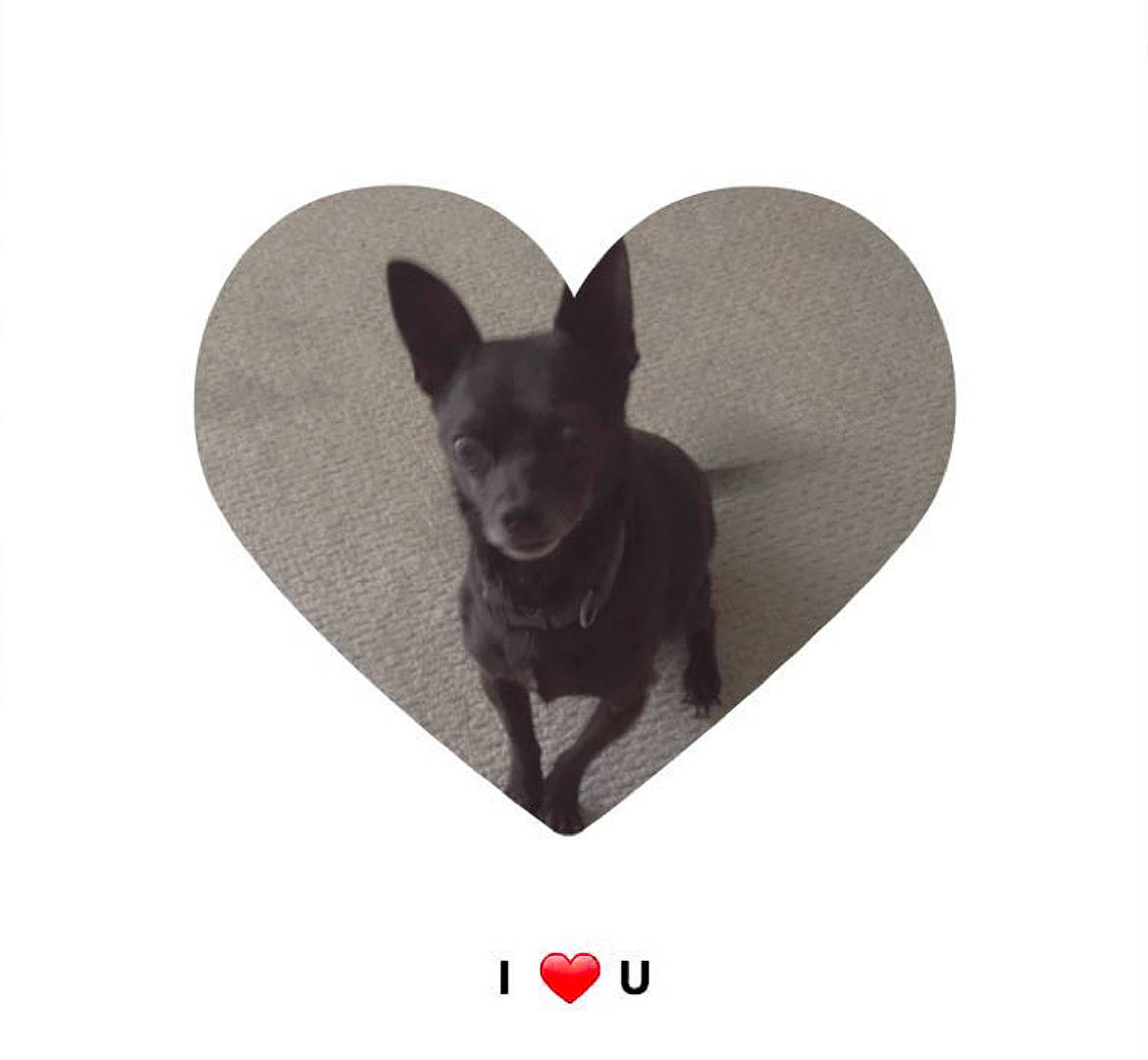 Batman is registered to the contest to win money with this photo: carnivore, circle, dog, dog_breed, ear, font, snout, toy_dog, working_animal