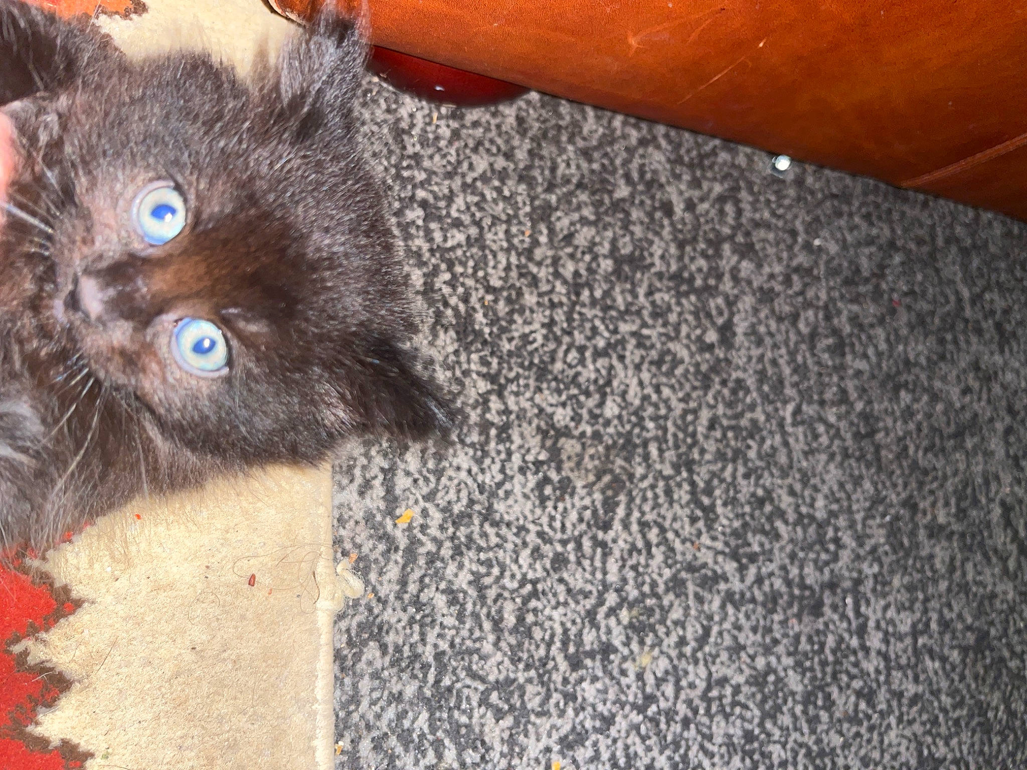 Coco is registered to the contest to win money with this photo: black_cat, carnivore, cat, claw, domestic_short_haired_cat, fawn, felidae, flooring, fur, paw, small_to_medium_sized_cats, snout, soil, tail, terrestrial_animal, whiskers