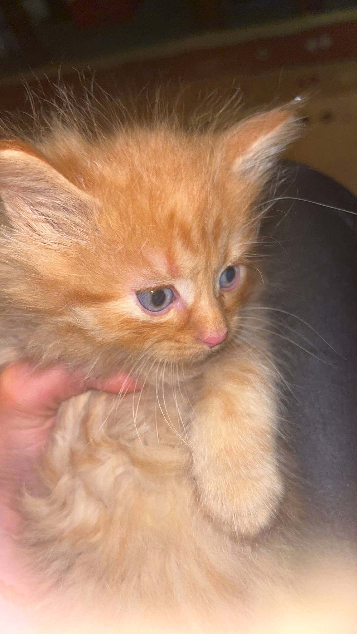 Fluffy joined the competition — help win amazing prizes! box, british_longhair, carnivore, cat, claw, domestic_short_haired_cat, fawn, felidae, fur, iris, paw, small_to_medium_sized_cats, snout, tail, whiskers