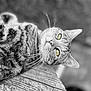 cat, tabby_cat, animal, pet, fur, whiskers, yellow_eyes, close_up, black_and_white, wood, texture, relaxed, lying_down, outdoor, nature, cute, mammal, portrait, feline, resting
