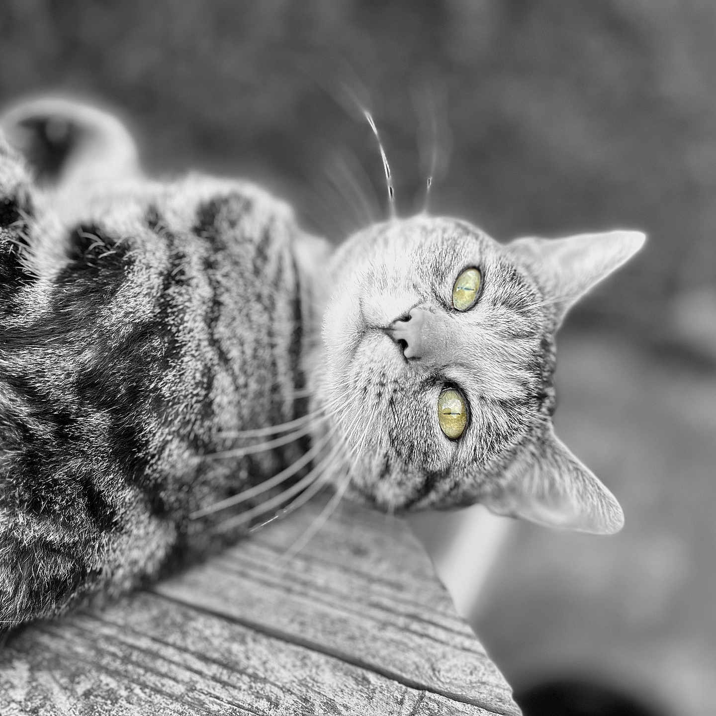 Zoé a rejoint le concours — aidez-le/la à gagner de superbes lots ! animal, black_and_white, cat, close_up, cute, feline, fur, lying_down, mammal, nature, outdoor, pet, portrait, relaxed, resting, tabby_cat, texture, whiskers, wood, yellow_eyes