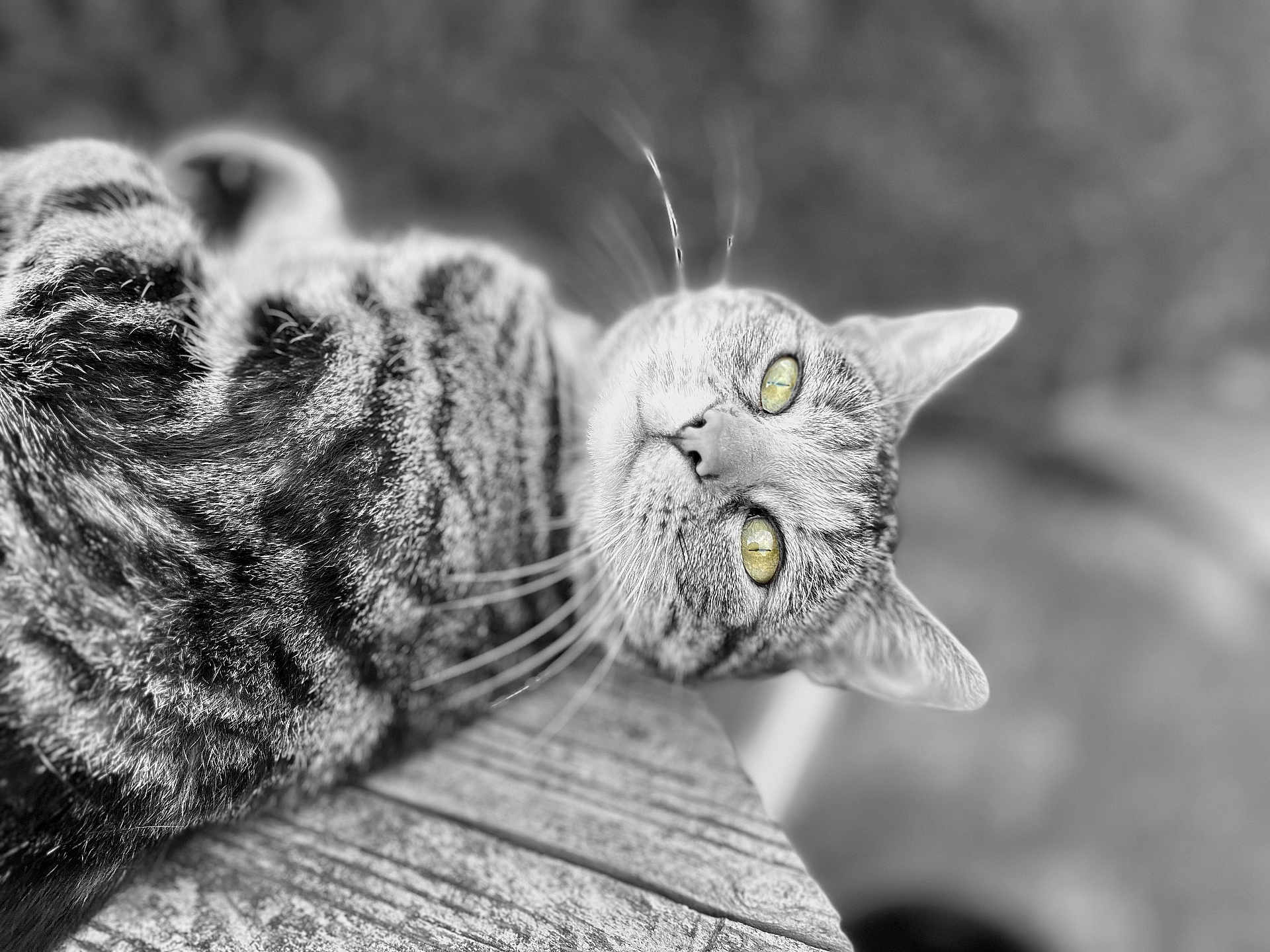 Zoé a rejoint le concours — aidez-le/la à gagner de superbes lots ! cat, tabby_cat, animal, pet, fur, whiskers, yellow_eyes, close_up, black_and_white, wood, texture, relaxed, lying_down, outdoor, nature, cute, mammal, portrait, feline, resting
