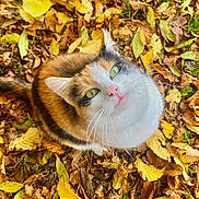 Mia a rejoint le concours — aidez-le/la à gagner de superbes lots ! cat, calico_cat, green_eyes, autumn, fall_leaves, leaves, outdoor, nature, cute, pet, animal, fur, whiskers, curious, looking_up, seasonal, colorful, ground, closeup, daylight