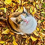 cat, calico_cat, green_eyes, autumn, fall_leaves, leaves, outdoor, nature, cute, pet, animal, fur, whiskers, curious, looking_up, seasonal, colorful, ground, closeup, daylight