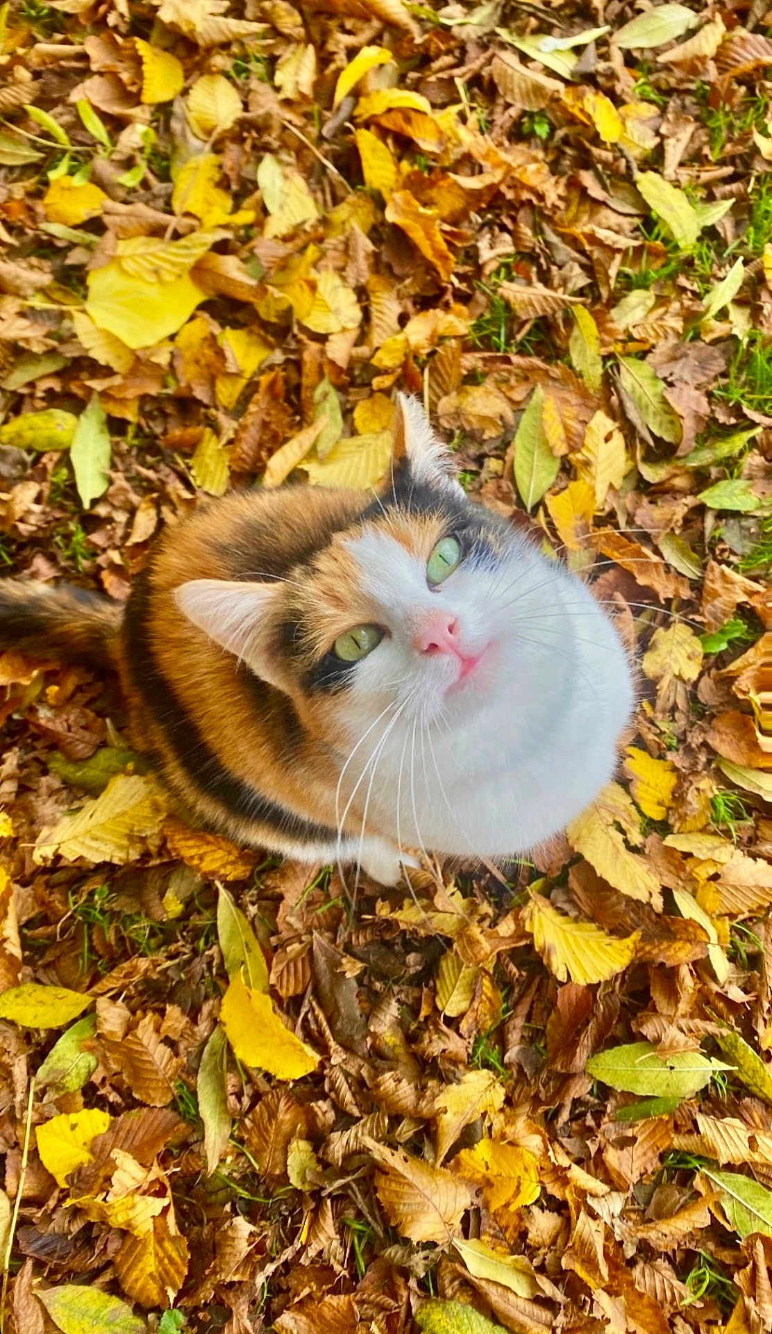 Mia
