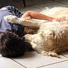 child, dog, golden_retriever, floor, tile_floor, cuddle, affection, pet, domestic_animal, indoor, resting, lying_down, fur, paw, human, casual_clothing, bond, companion, friendship, cozy