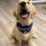 Andor participe au concours pour gagner de l'argent avec cette photo : golden_retriever, puppy, dog, bandana, smiling, sitting, indoor, wooden_floor, pet, happy, canine, animal, cute, fur, tongue, paw_print, looking_up, domestic, friendly, young
