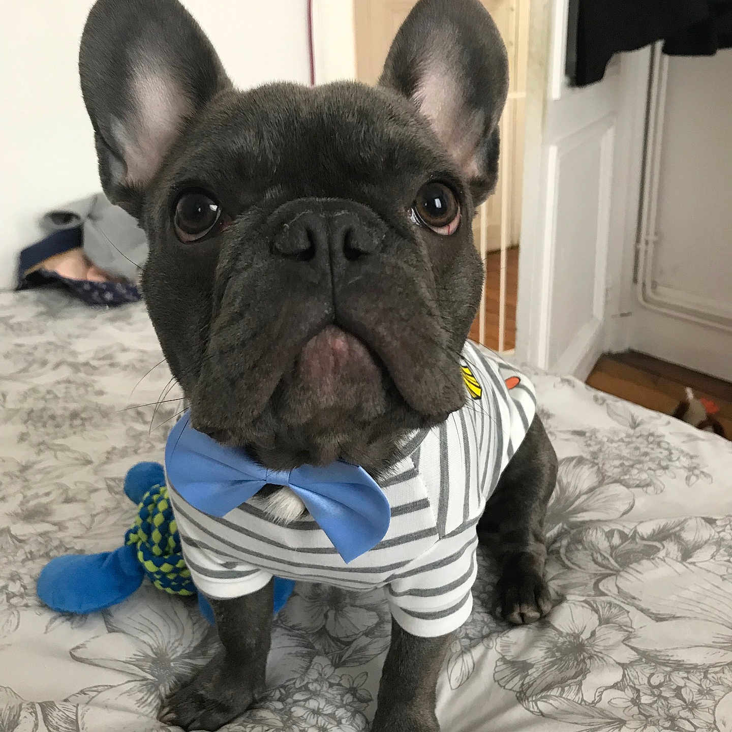 Napoléon participe au concours pour gagner de l'argent avec cette photo : french_bulldog, dog, pet, bed, bedspread, striped_shirt, blue_bow_tie, indoor, animal, cute, ears, face, toy, floor, door, wall, home, looking, portrait, sitting