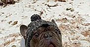 Napoléon a rejoint le concours — aidez-le/la à gagner de superbes lots ! dog, french_bulldog, hat, pom_pom, hoodie, snow, winter, outdoor, forest, trees, brown, pet, animal, cute, looking_up, cold_weather, walking, nature, canine, portrait