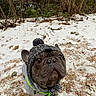 dog, french_bulldog, hat, pom_pom, hoodie, snow, winter, outdoor, forest, trees, brown, pet, animal, cute, looking_up, cold_weather, walking, nature, canine, portrait