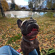 Napoléon a rejoint le concours — aidez-le/la à gagner de superbes lots ! dog, french_bulldog, autumn, fallen_leaves, grass, person, jeans, pond, trees, sky, clouds, outdoor, nature, collar, tongue_out, happy, sitting, scenic, backpack, daylight