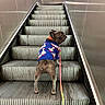 Napoléon participe au concours pour gagner de l'argent avec cette photo : dog, french_bulldog, escalator, blue_sweater, leash, looking_back, stairs, metal, urban, indoor, pet, animal, curious, walking, side_view, colorful, clothing, canine, small_dog, companion