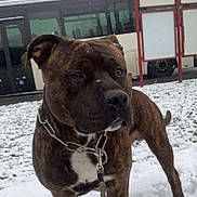 Sisco participe au concours pour gagner de l'argent avec cette photo : dog, brindle, leash, snow, outdoor, bus, bus_stop, signboard, pet, animal, winter, cold, alert, standing, canine, fur, daytime, street, transport, weather