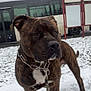 dog, brindle, leash, snow, outdoor, bus, bus_stop, signboard, pet, animal, winter, cold, alert, standing, canine, fur, daytime, street, transport, weather