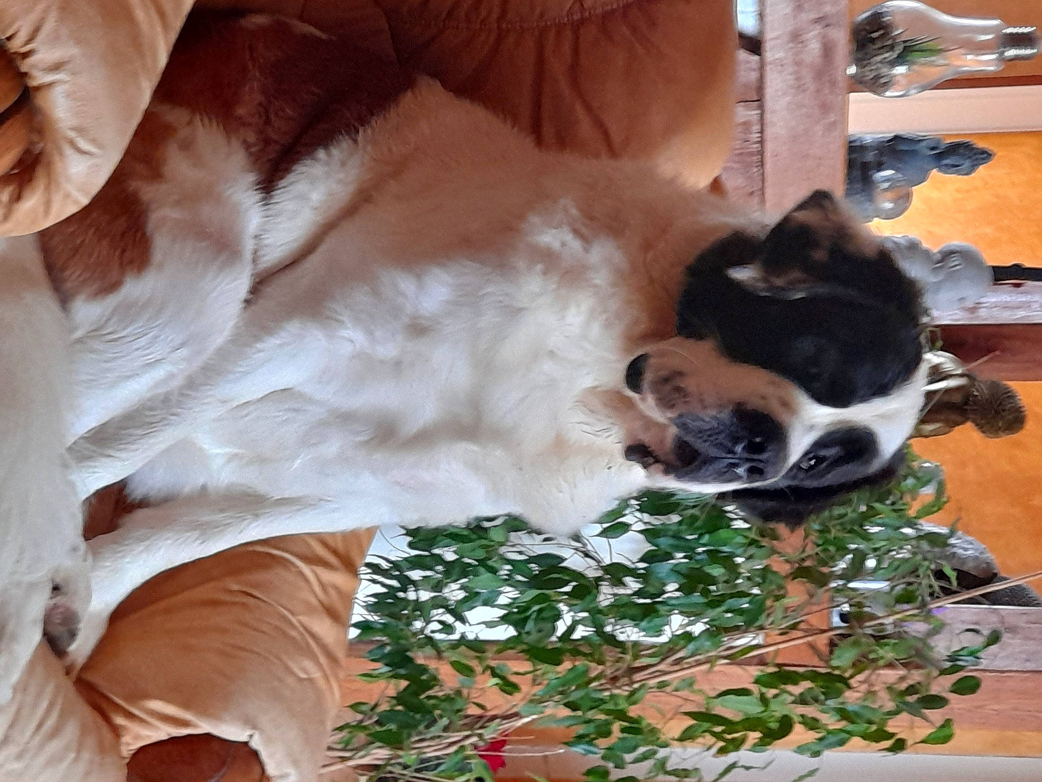 Praline participe au concours pour gagner de l'argent avec cette photo : canidae, carnivore, cat, chair, comfort, companion_dog, dog_breed, door, fawn, felidae, fur, grass, hardwood, linens, plant, small_to_medium_sized_cats, sporting_group, tail, whiskers, wood