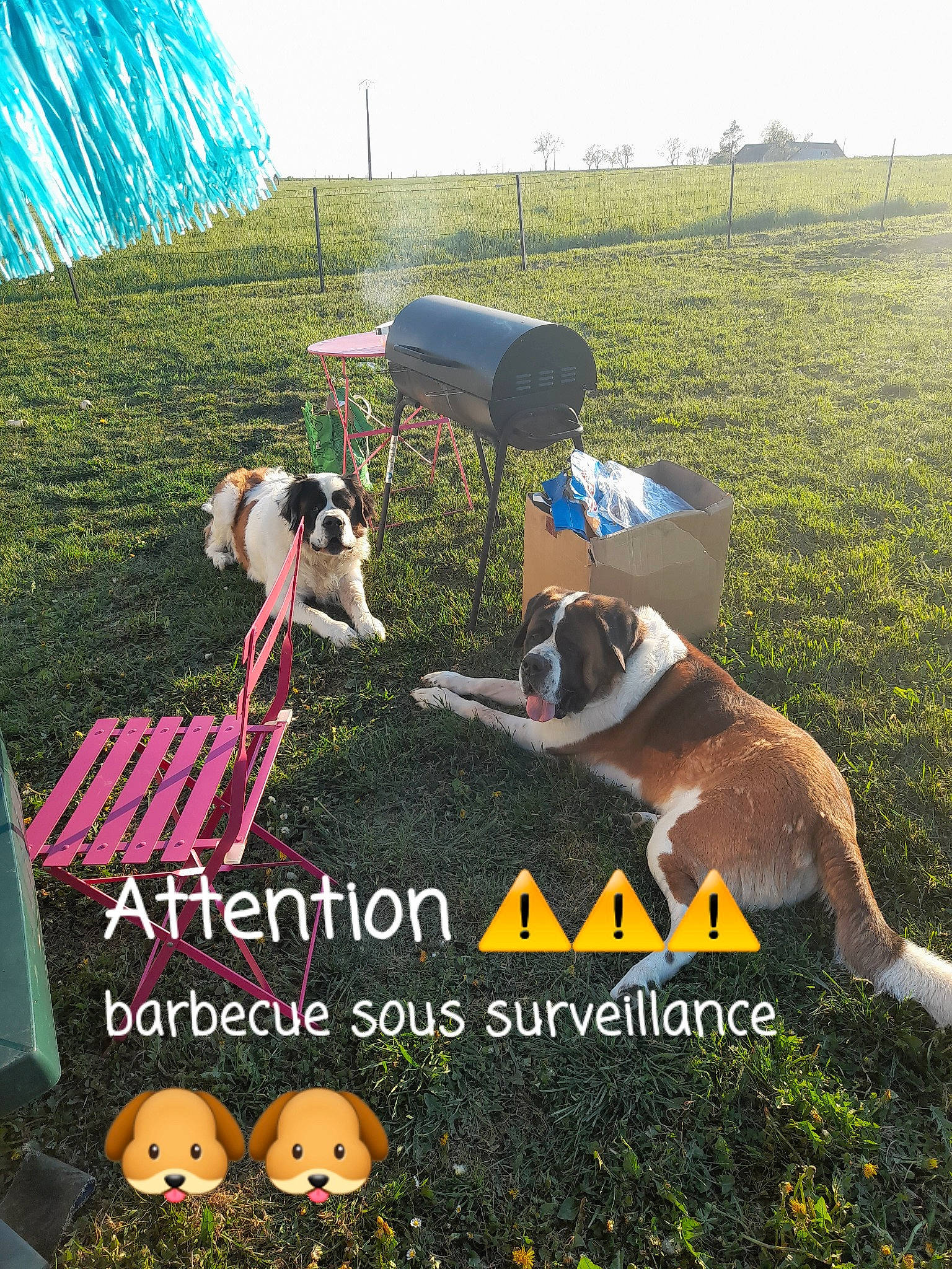 Praline participe au concours pour gagner de l'argent avec cette photo : advertising, canidae, carnivore, companion_dog, dog, dog_breed, dog_supply, fawn, grass, grassland, hill, landscape, mammal, pet_supply, photo_caption, plant, recreation, sky, sporting_group, vertebrate