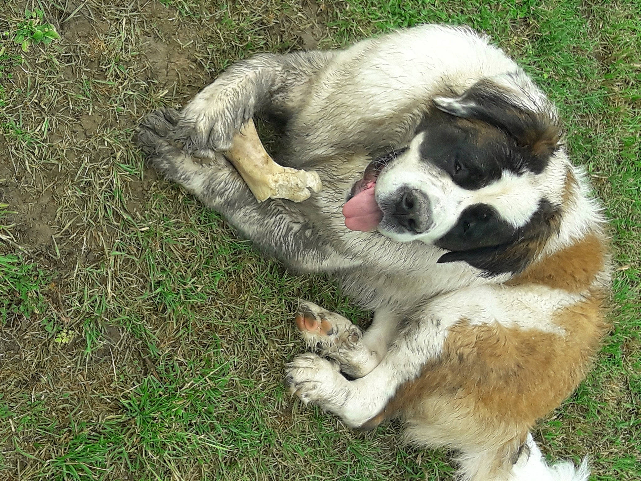Praline a rejoint le concours — aidez-le/la à gagner de superbes lots ! bored, canidae, carnivore, companion_dog, dog, dog_breed, fawn, fur, grass, groundcover, lemur, plant, snout, sporting_group, tail, terrestrial_animal, wildlife, working_animal