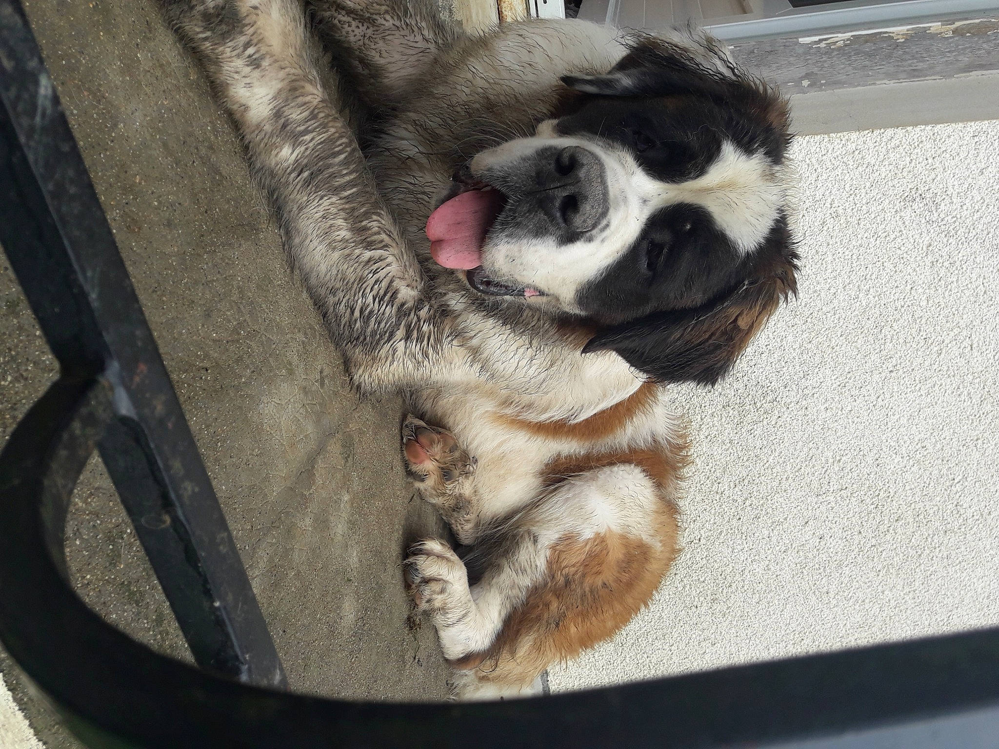 Praline a rejoint le concours — aidez-le/la à gagner de superbes lots ! canidae, carnivore, claw, comfort, companion_dog, dog, dog_breed, dog_supply, fawn, foot, fur, non_sporting_group, paw, pet_supply, puppy, snout, sporting_group, tail, whiskers, working_animal