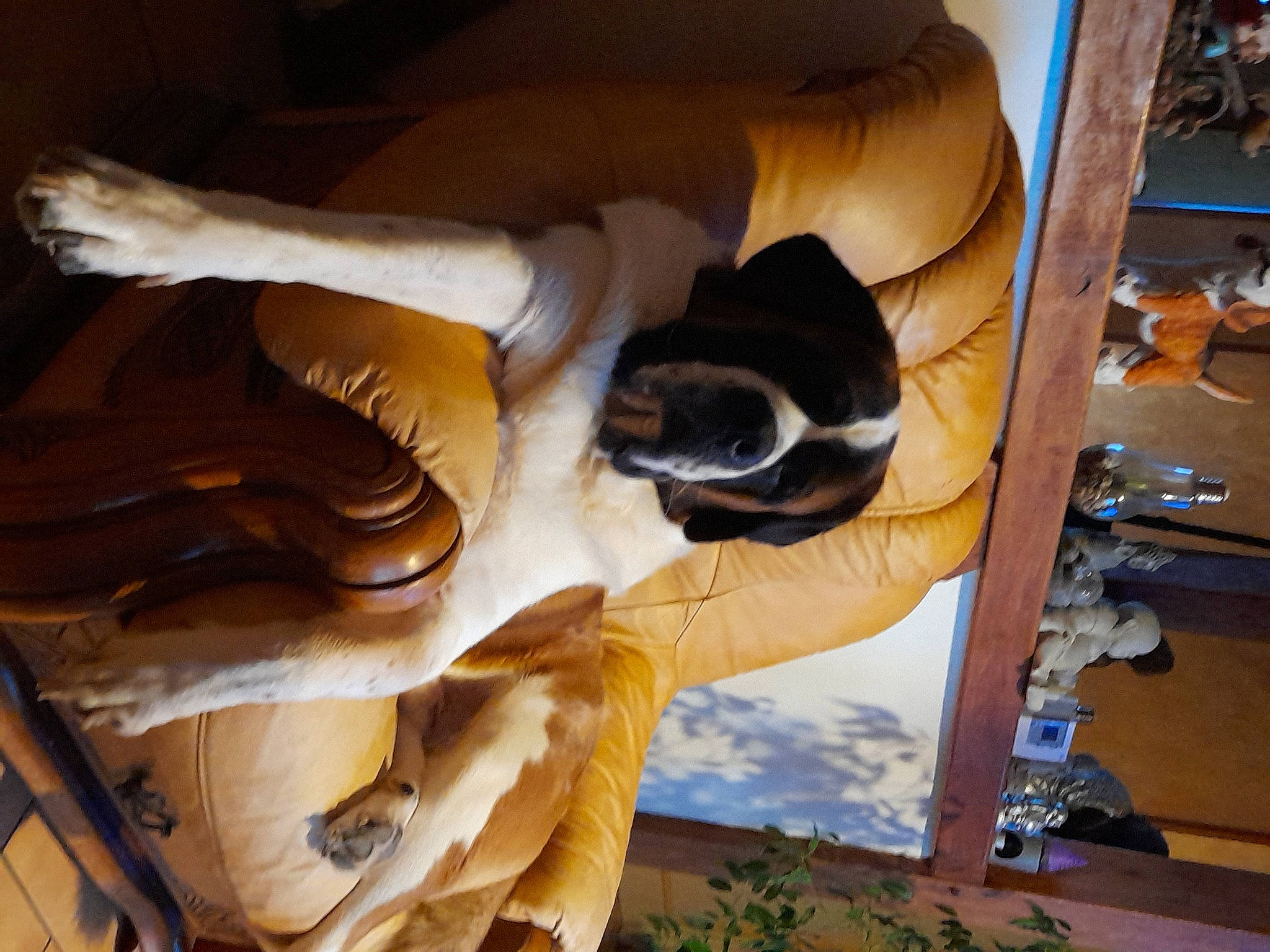 Pato participe au concours pour gagner de l'argent avec cette photo : carnivore, comfort, companion_dog, dog_breed, fawn, felidae, flooring, fun, fur, hardwood, non_sporting_group, room, small_to_medium_sized_cats, sporting_group, tail, wood