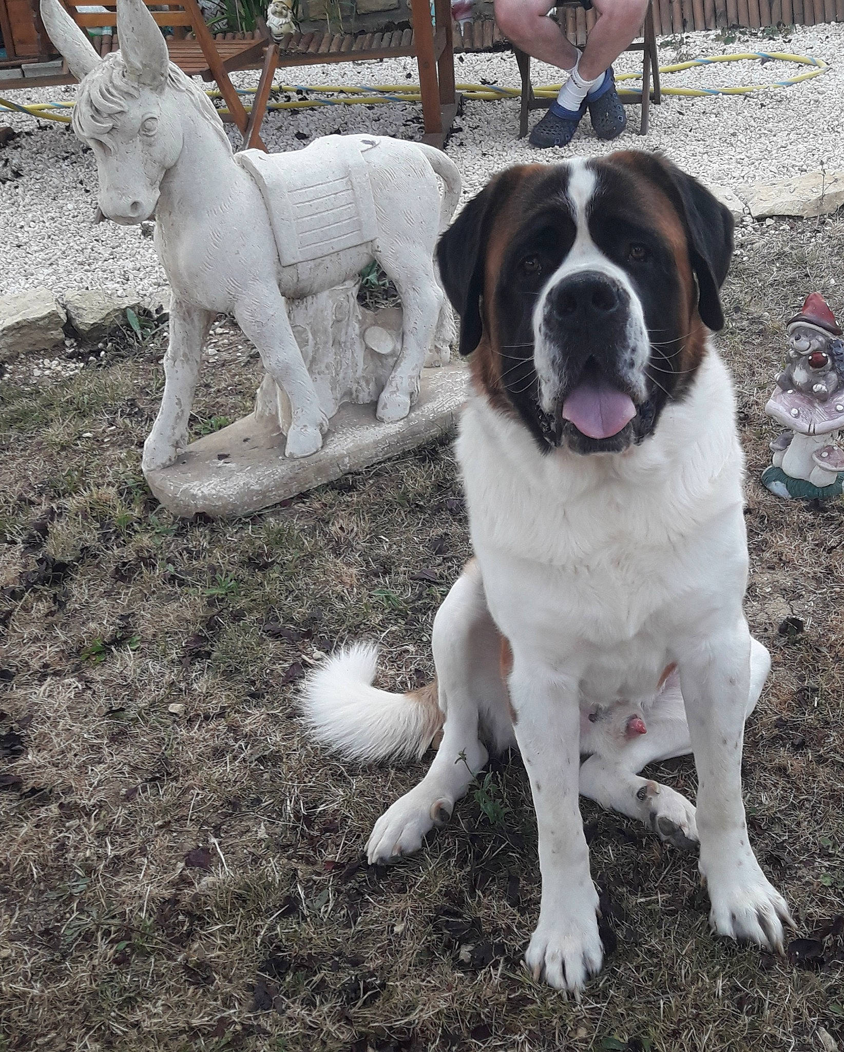 Pato participe au concours pour gagner de l'argent avec cette photo : canidae, carnivore, collar, companion_dog, dog, dog_breed, dog_collar, fawn, giant_dog_breed, grass, mammal, non_sporting_group, plant, snout, soil, sporting_group, tail, vertebrate, working_animal, working_dog