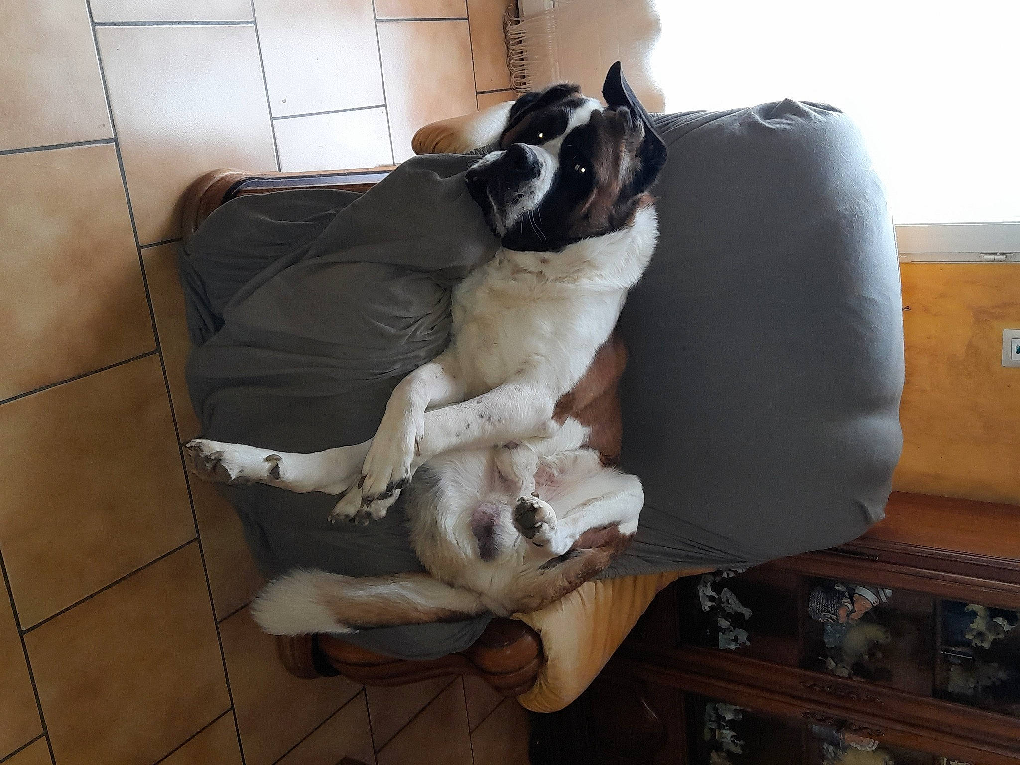 Pato a rejoint le concours — aidez-le/la à gagner de superbes lots ! canidae, carnivore, comfort, companion_dog, dog, dog_breed, dog_supply, fawn, flooring, fur, hardwood, linens, pet_supply, pug, puppy, snout, sporting_group, tail, toy_dog, working_animal