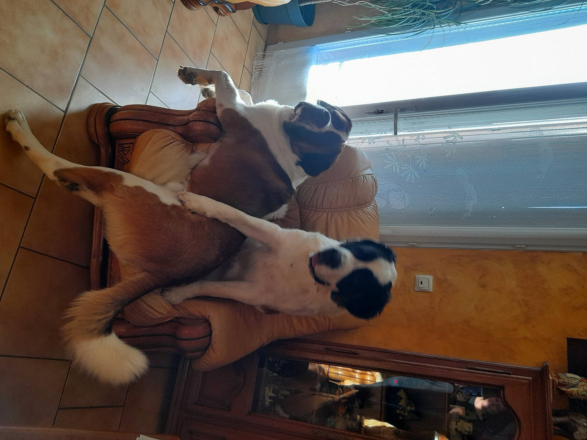 Pato participe au concours pour gagner de l'argent avec cette photo : art, bone, canidae, ceiling, fawn, fun, fur, human_leg, metal, pattern, skeleton, snout, sporting_group, stuffed_toy, tail, terrestrial_animal, toy, visual_arts, wood, working_animal