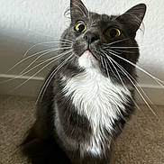 Opal joined the competition — help win amazing prizes! cat, gray_cat, white_fur, yellow_eyes, whiskers, indoor, carpet, curious, pet, feline, closeup, portrait, animal, domestic_cat, sitting, fur, ears, face, looking_up, texture