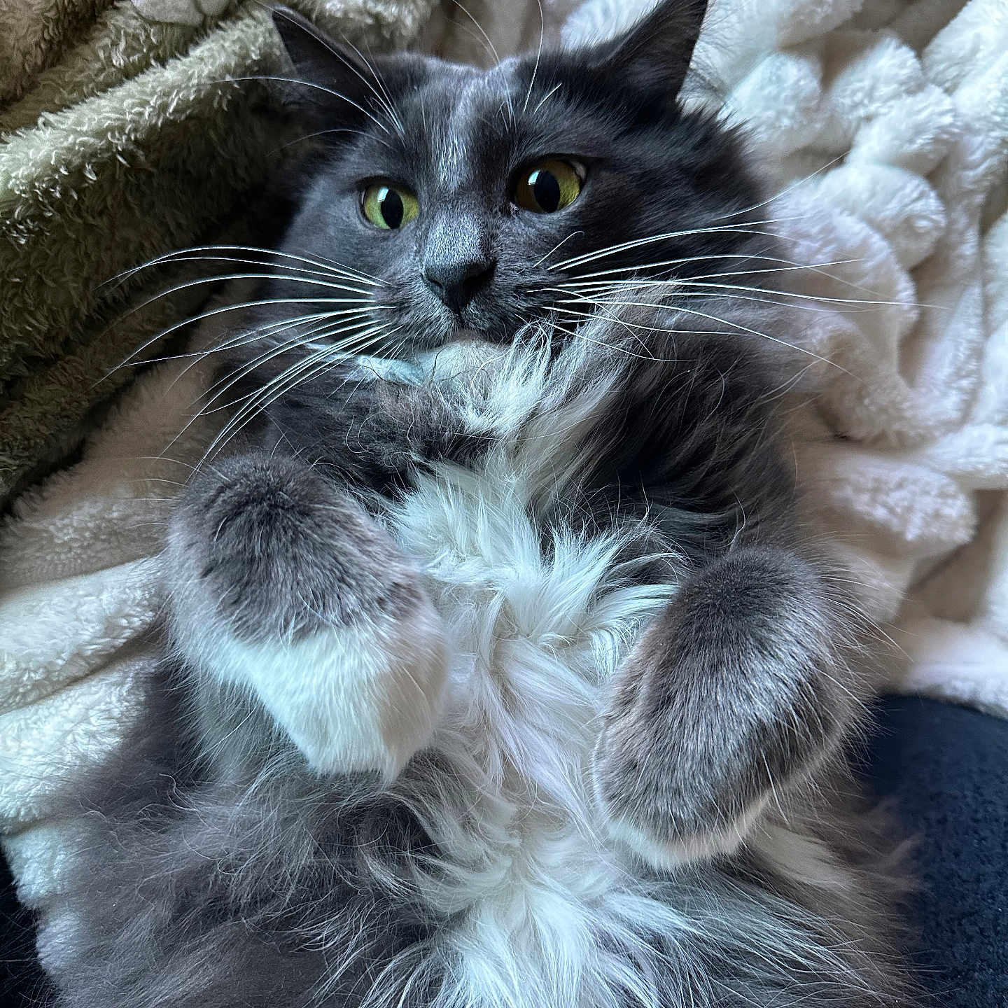 Opal is registered to the contest to win money with this photo: cat, fluffy, gray, white, whiskers, paws, fur, pet, animal, cute, cozy, blanket, indoor, relaxed, lying_down, portrait, closeup, wide_eyes, curious, soft