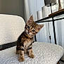 kitten, cat, tabby, pet, animal, fluffy, chair, indoor, cute, small, curious, head_tilt, furniture, cozy, natural_light, domestic, young, whiskers, ears, soft_texture
