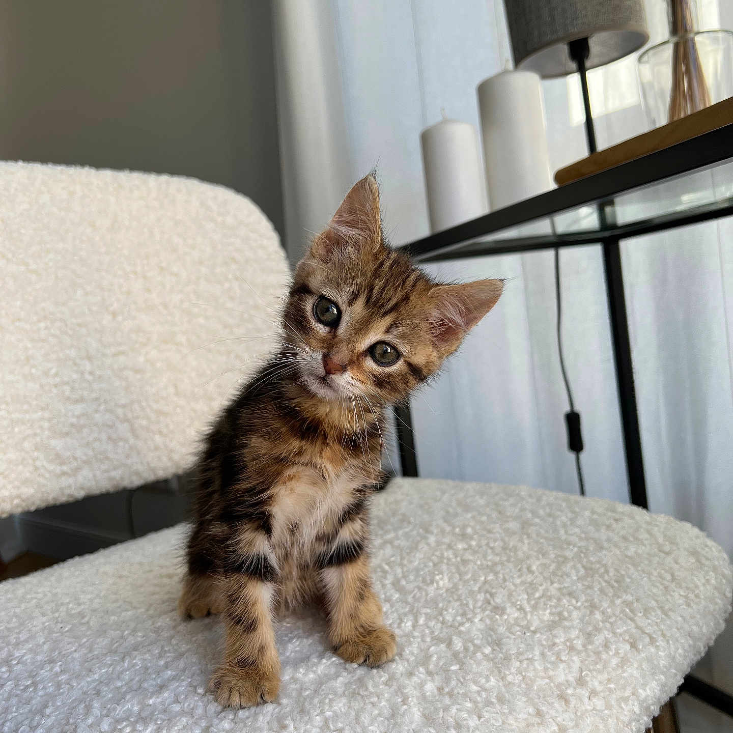 Reef a rejoint le concours — aidez-le/la à gagner de superbes lots ! animal, cat, chair, cozy, curious, cute, domestic, ears, fluffy, furniture, head_tilt, indoor, kitten, natural_light, pet, small, soft_texture, tabby, whiskers, young