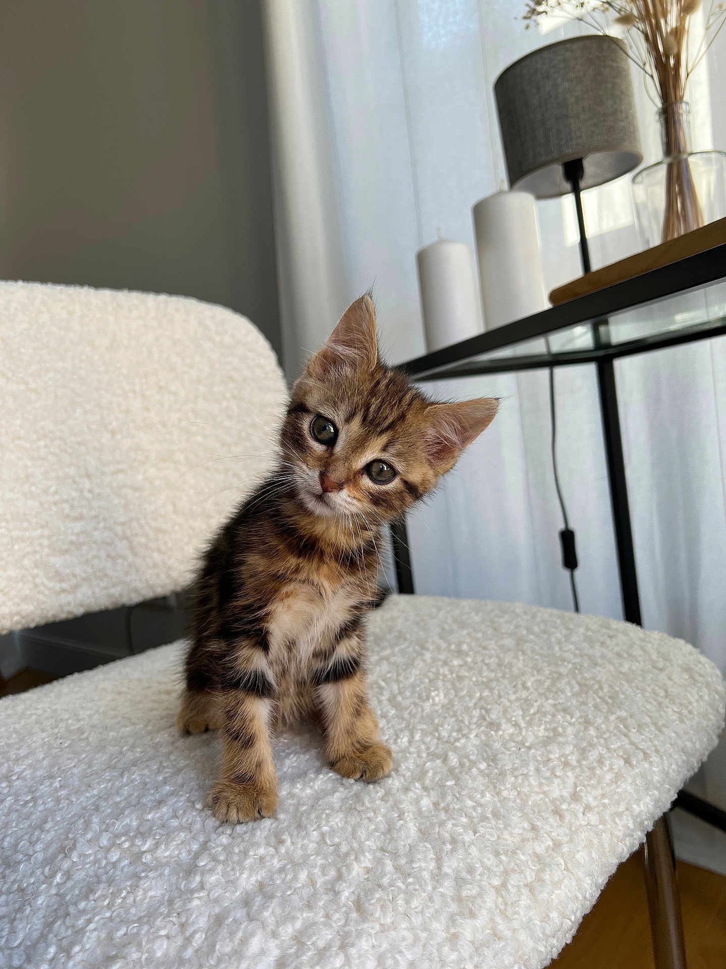 Reef a rejoint le concours — aidez-le/la à gagner de superbes lots ! kitten, cat, tabby, pet, animal, fluffy, chair, indoor, cute, small, curious, head_tilt, furniture, cozy, natural_light, domestic, young, whiskers, ears, soft_texture