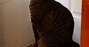 Allie is registered to the contest to win money with this photo: animal, cat, domestic_cat, door, floor, glass_door, home, indoor, looking_out, pet, quiet, red_collar, rug, side_view, still_life, stool, striped_rug, tabby_cat, window, wooden_furniture