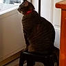 cat, tabby_cat, red_collar, stool, indoor, door, glass_door, looking_out, floor, rug, striped_rug, wooden_furniture, pet, animal, domestic_cat, side_view, quiet, still_life, window, home