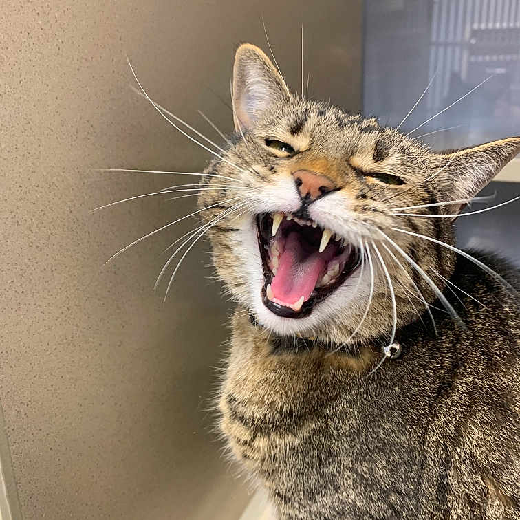 Allie is registered to the contest to win money with this photo: animal, cat, close_up, cute, domestic_cat, face, feline, funny_expression, fur, happy, indoor, mammal, mouth_open, pet, playful, portrait, tabby, teeth, vibrissae, whiskers