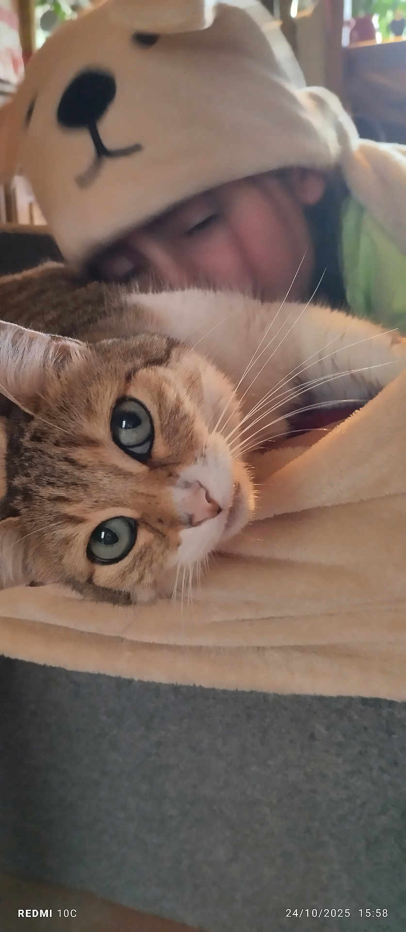 Lily participe au concours pour gagner de l'argent avec cette photo : cat, person, hat, blanket, indoor, closeup, tabby_cat, green_eyes, snuggling, face, sleeping, cozy, cute, pet, animal, soft, warm, fur, resting, home