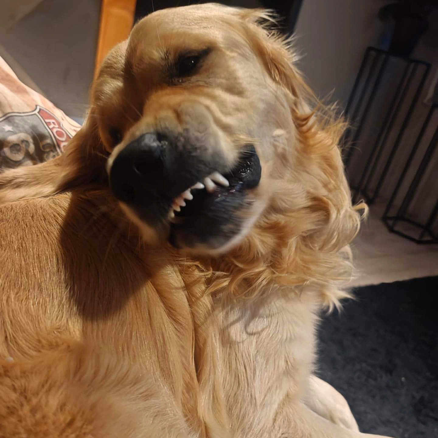 Bounty a rejoint le concours — aidez-le/la à gagner de superbes lots ! animal, canine, close_up, companion, cute, dog, expression, fur, golden_retriever, home, indoor, light, muzzle, pet, playful, portrait, relaxing, snarl, teeth, whiskers