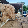 dog, golden_retriever, chick, bird, wooden_table, outdoor, rustic, shed, greenery, animal_interaction, pet, curious, fluffy, nature, daylight, friendship, sniffing, farm, domestic_animal, peaceful