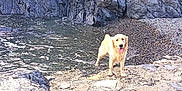 Bounty participe au concours pour gagner de l'argent avec cette photo : dog, golden_retriever, beach, rocks, water, shoreline, outdoor, animal, pet, happy, tongue_out, nature, waves, sand, coast, canine, mammal, summer, playful, scenic