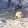 dog, golden_retriever, beach, rocks, water, shoreline, outdoor, animal, pet, happy, tongue_out, nature, waves, sand, coast, canine, mammal, summer, playful, scenic