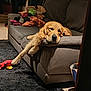 dog, golden_retriever, couch, living_room, toy, black_rug, wooden_wall, clothes, paw, relaxed, pet, indoor, furniture, cozy, canine, animal, home, resting, soft_lighting, casual